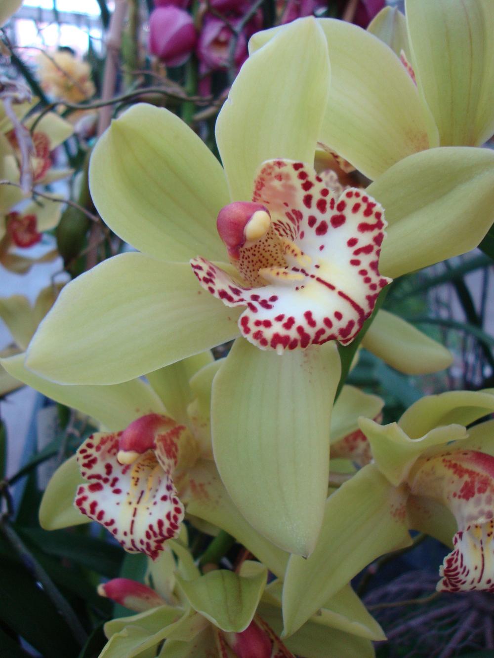 Photo of Orchid (Cymbidium) uploaded by Paul2032