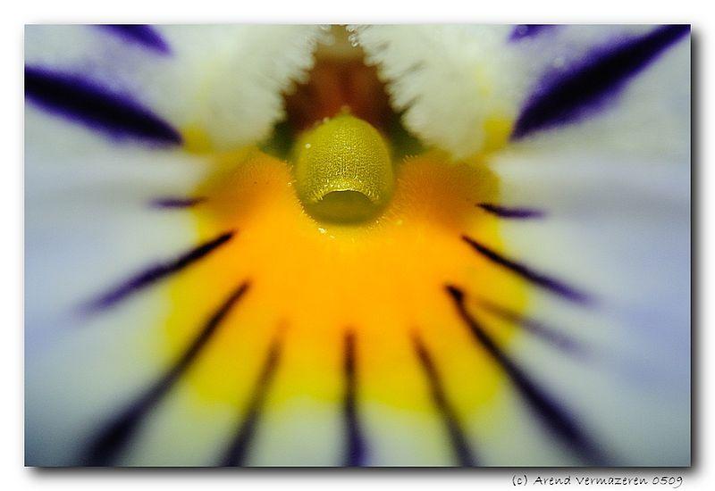 Photo of Johnny Jump-Up (Viola tricolor) uploaded by SongofJoy