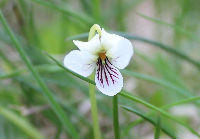 Photo of Macloskey's Violet (Viola macloskeyi) uploaded by SongofJoy