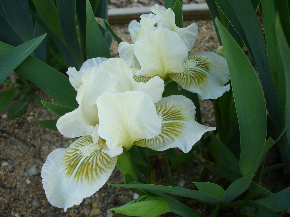 Photo of Standard Dwarf Bearded Iris (Iris 'Greenwinkle') uploaded by Misawa77