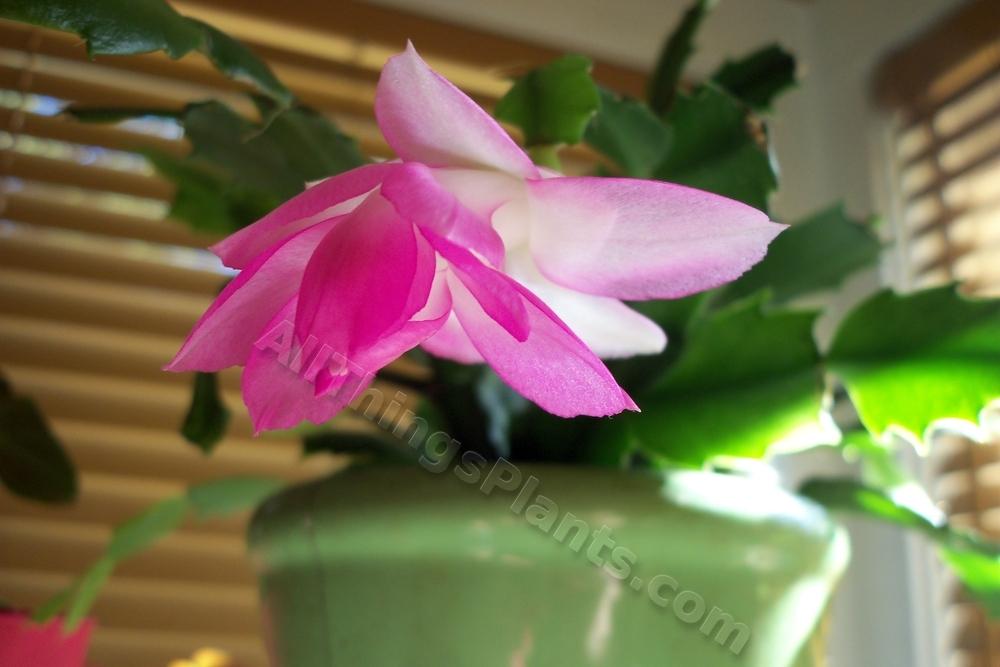 Photo of Christmas Cactus (Schlumbergera truncata) uploaded by virginiarose