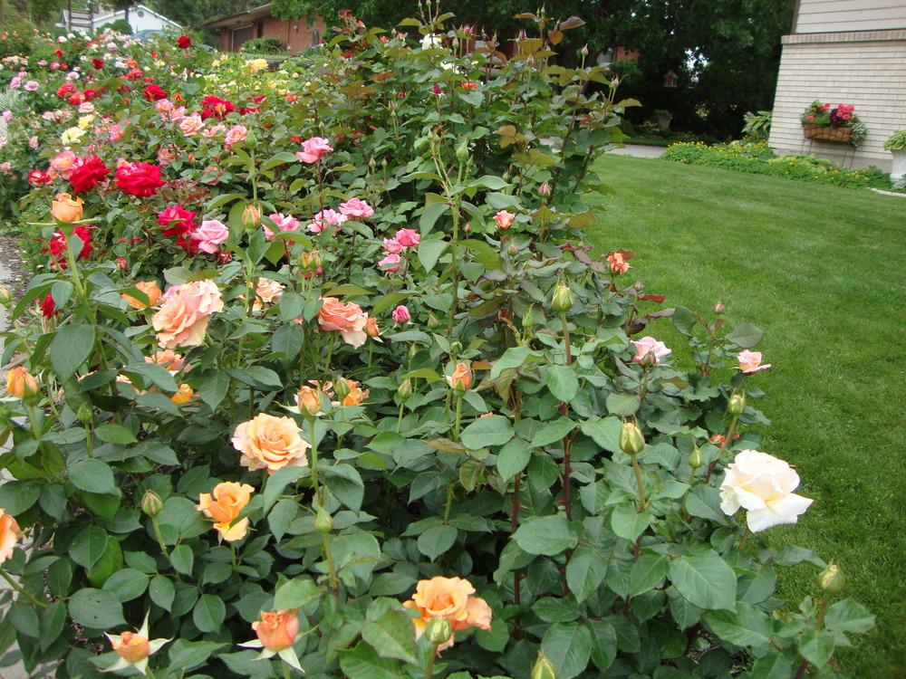 Growing Roses In My Utah Garden Garden Org
