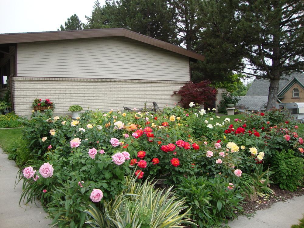 Growing Roses In My Utah Garden Garden Org