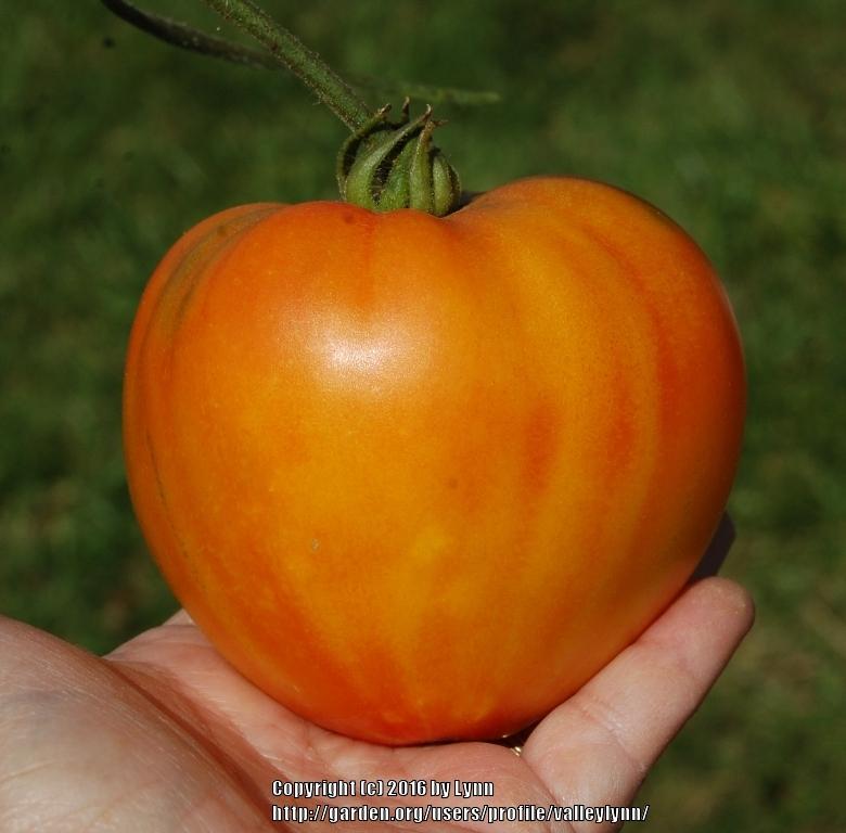 Photo of Tomato (Solanum lycopersicum 'Pineapple') uploaded by valleylynn