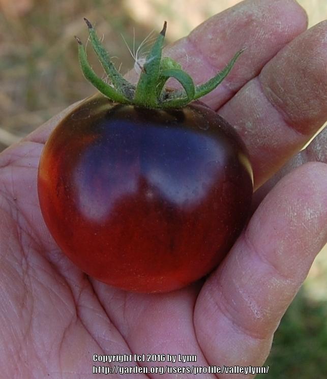 Photo of Tomato (Solanum lycopersicum 'OSU Blue') uploaded by valleylynn