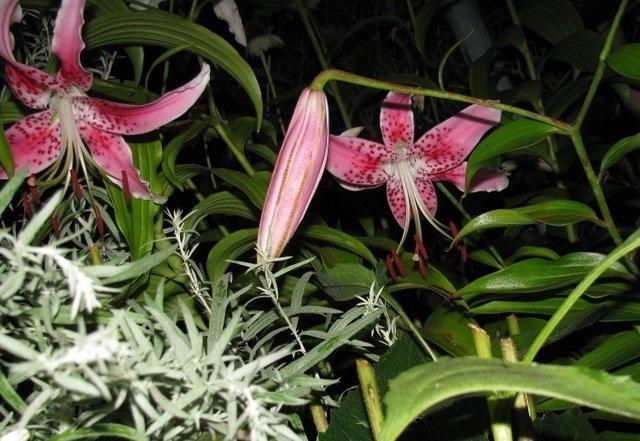 Photo of Rubrum Lily (Lilium speciosum var. speciosum) uploaded by jmorth