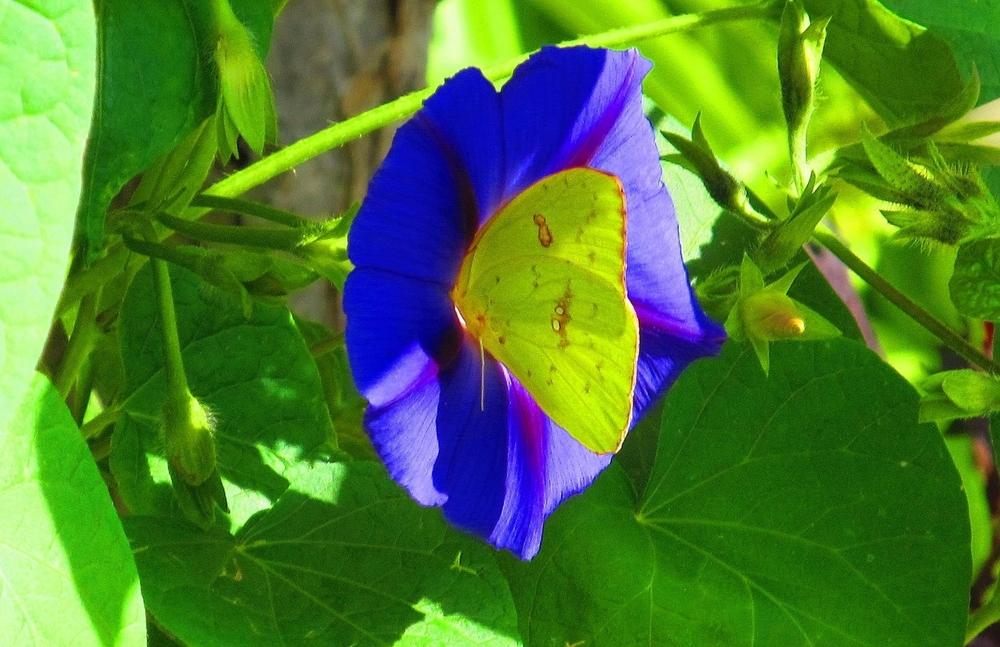 Photo of Morning Glories (Ipomoea) uploaded by jmorth