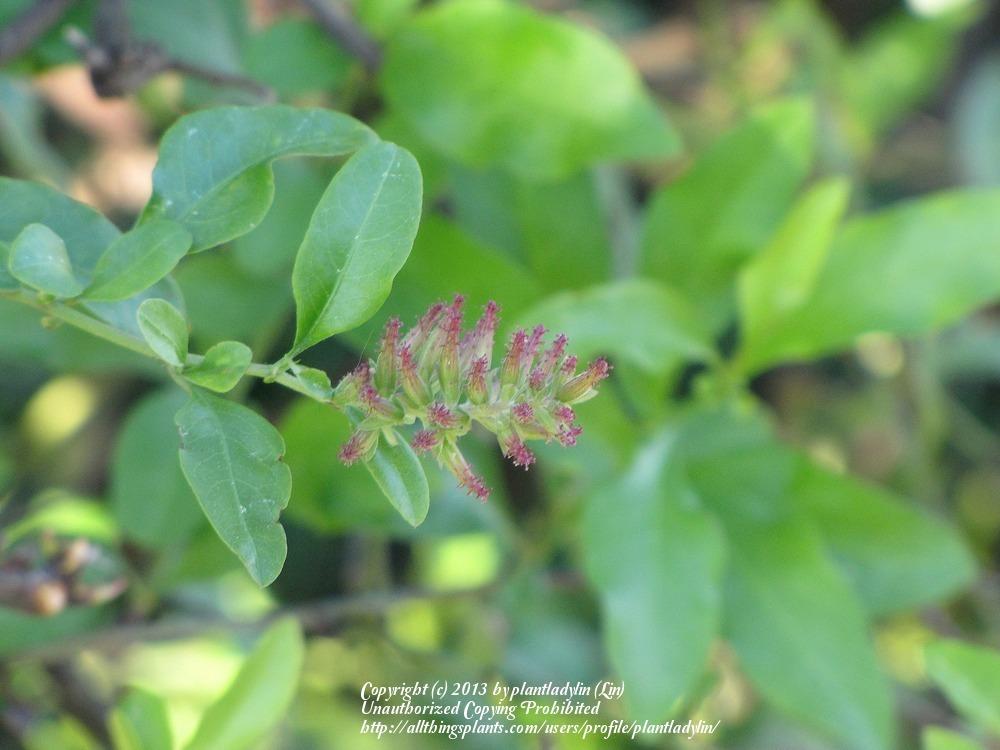 Photo of Plumbago (Plumbago auriculata) uploaded by plantladylin