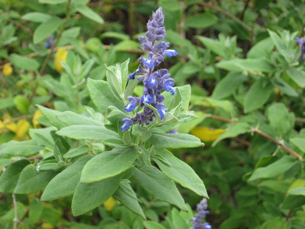 Photo of Salvia (Salvia flocculosa) uploaded by wcgypsy