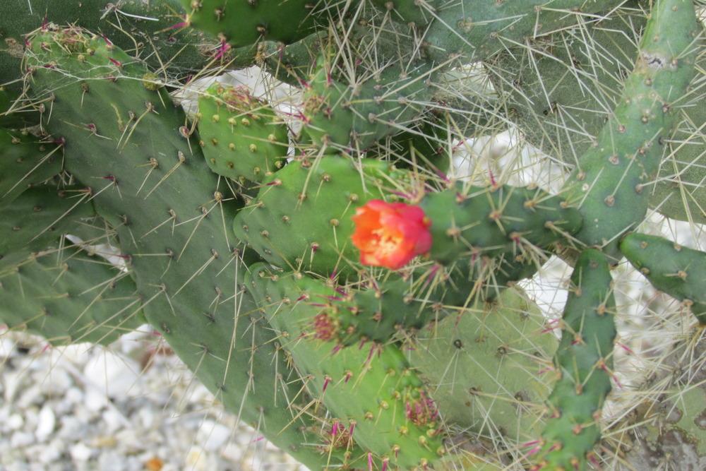 Photo of Semaphore Pricklypear (Consolea spinosissima) uploaded by Dutchlady1