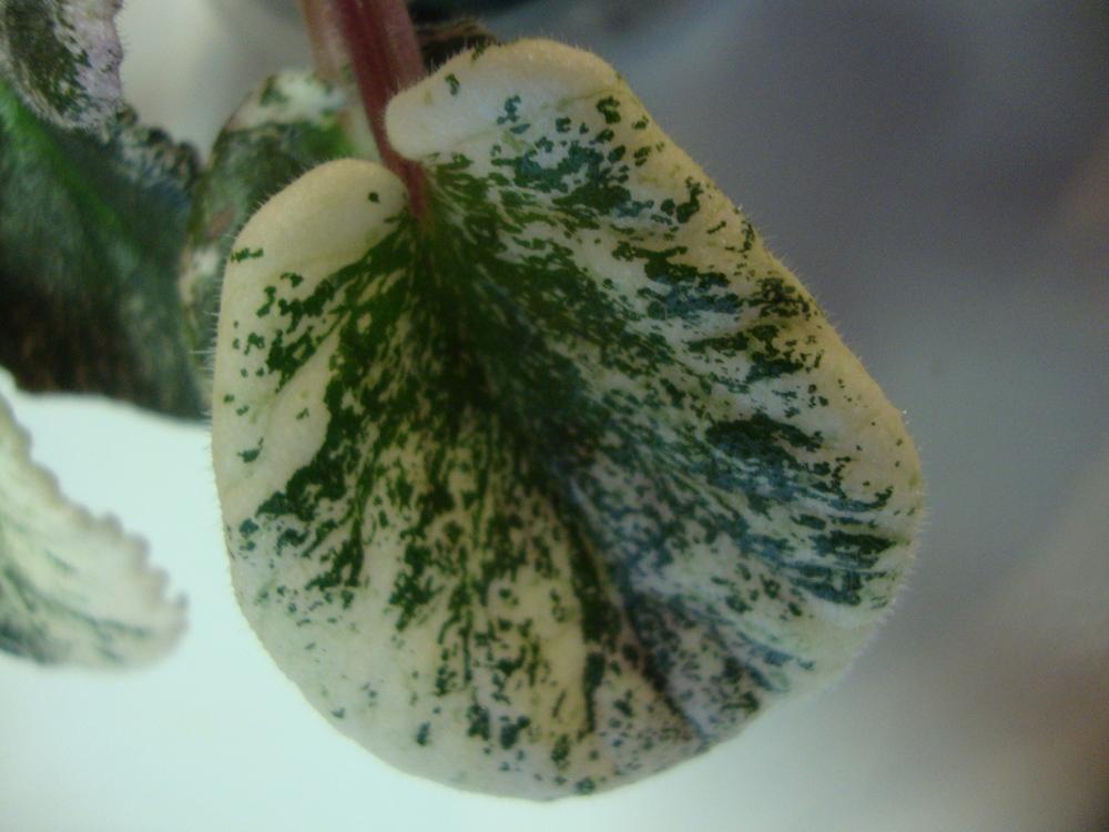 Photo of Cape Primroses (Streptocarpus) uploaded by Paul2032