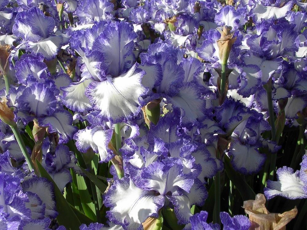Photo of Tall Bearded Iris (Iris 'Ink Patterns') uploaded by Betja