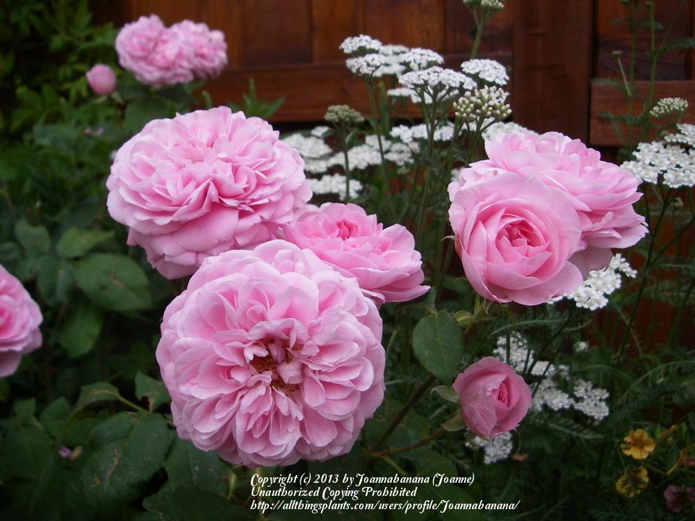 Photo of Rose (Rosa 'Gertrude Jekyll') uploaded by Joannabanana