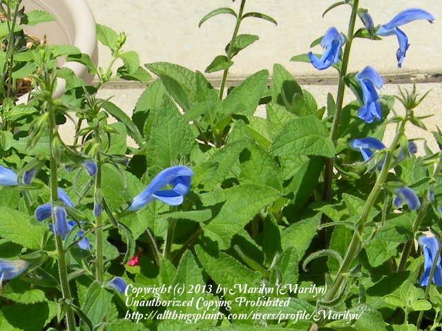 Photo of Salvia (Salvia patens 'Blue Angel') uploaded by Marilyn