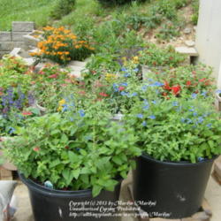 Location: My garden in Kentucky
Date: 2010-06-06