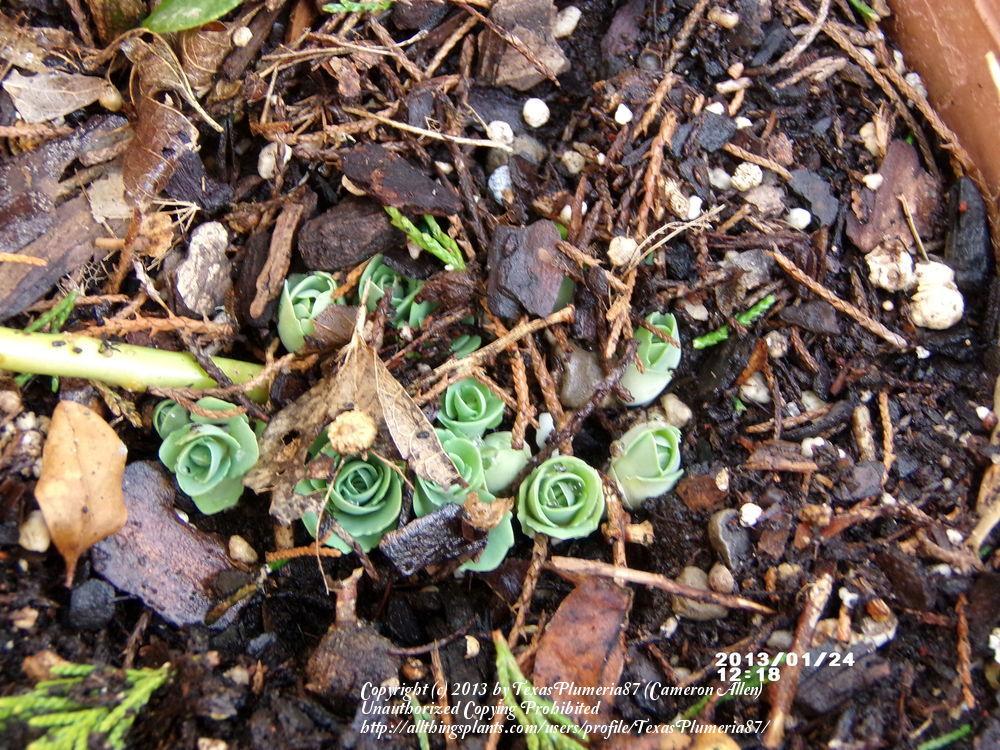 Photo of Sedum (Hylotelephium spectabile 'Herbstfreude') uploaded by TexasPlumeria87