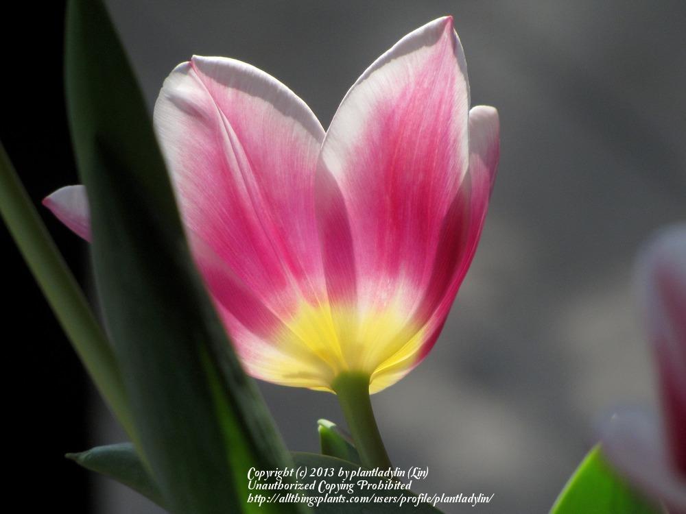 Photo of Tulips (Tulipa) uploaded by plantladylin