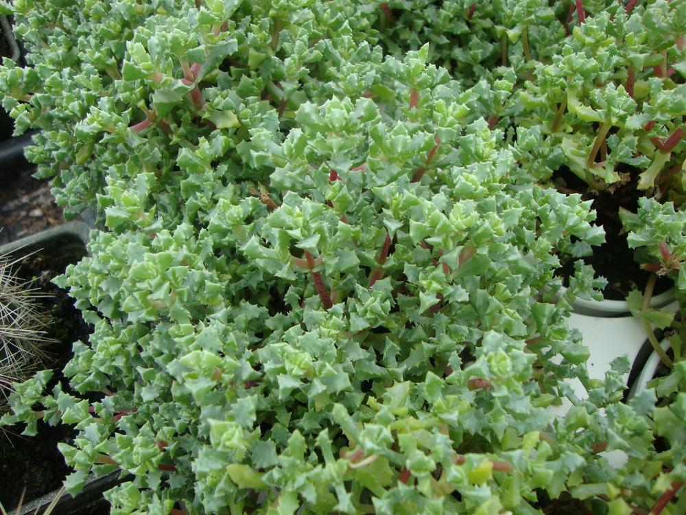 Photo of Pink Ice Plant (Oscularia deltoides) uploaded by Paul2032