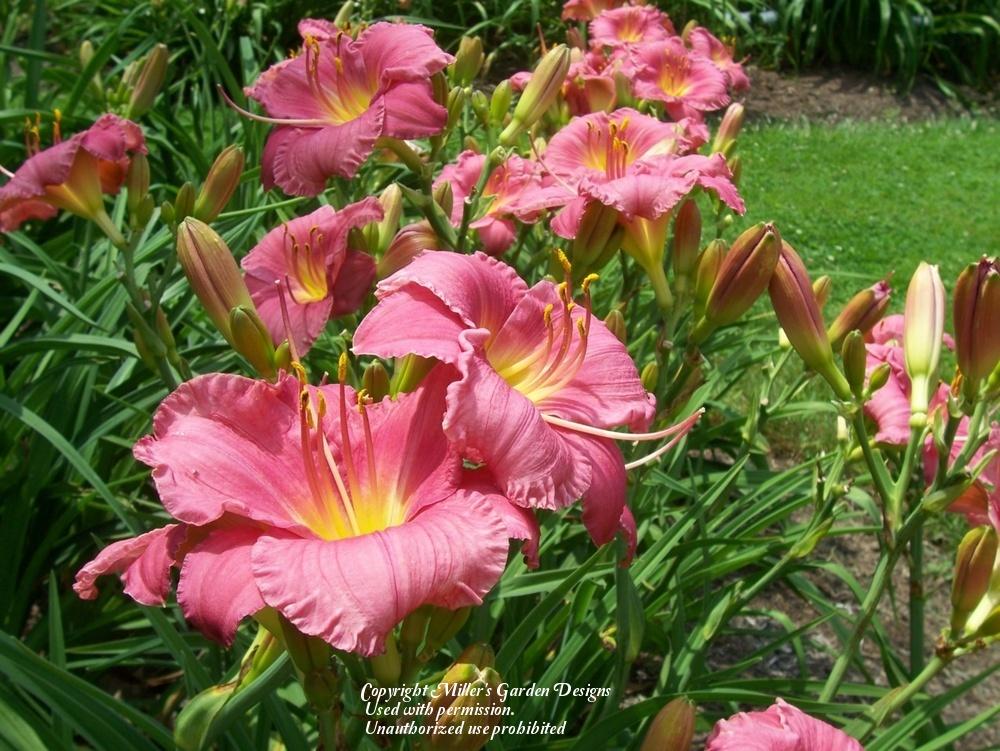 Photo of Daylily (Hemerocallis 'Coming Up Roses') uploaded by vic