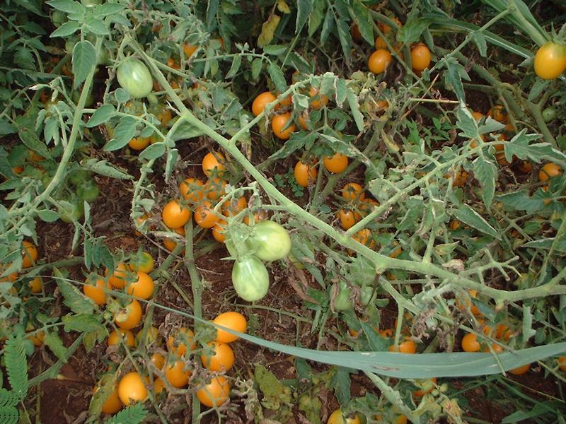 Photo of Tomato (Solanum lycopersicum 'Yellow Plum') uploaded by dave