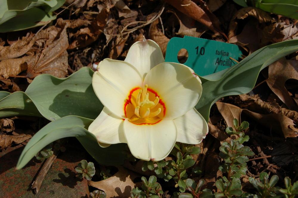 Photo of Kaufman Tulip (Tulipa 'Ancilla') uploaded by LorettaNJ