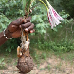 Location: Crinum zeylanicum L. var. ornatum in Burkina Faso
By Marco Schmidt [1] (Own work) [CC-BY-SA-3.0 (http://creativecom