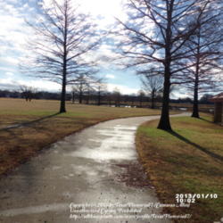 Location: Plano, TX
Date: 2013-01-10
Bald Cypress trees at Bob  Woodruff Park in Winter