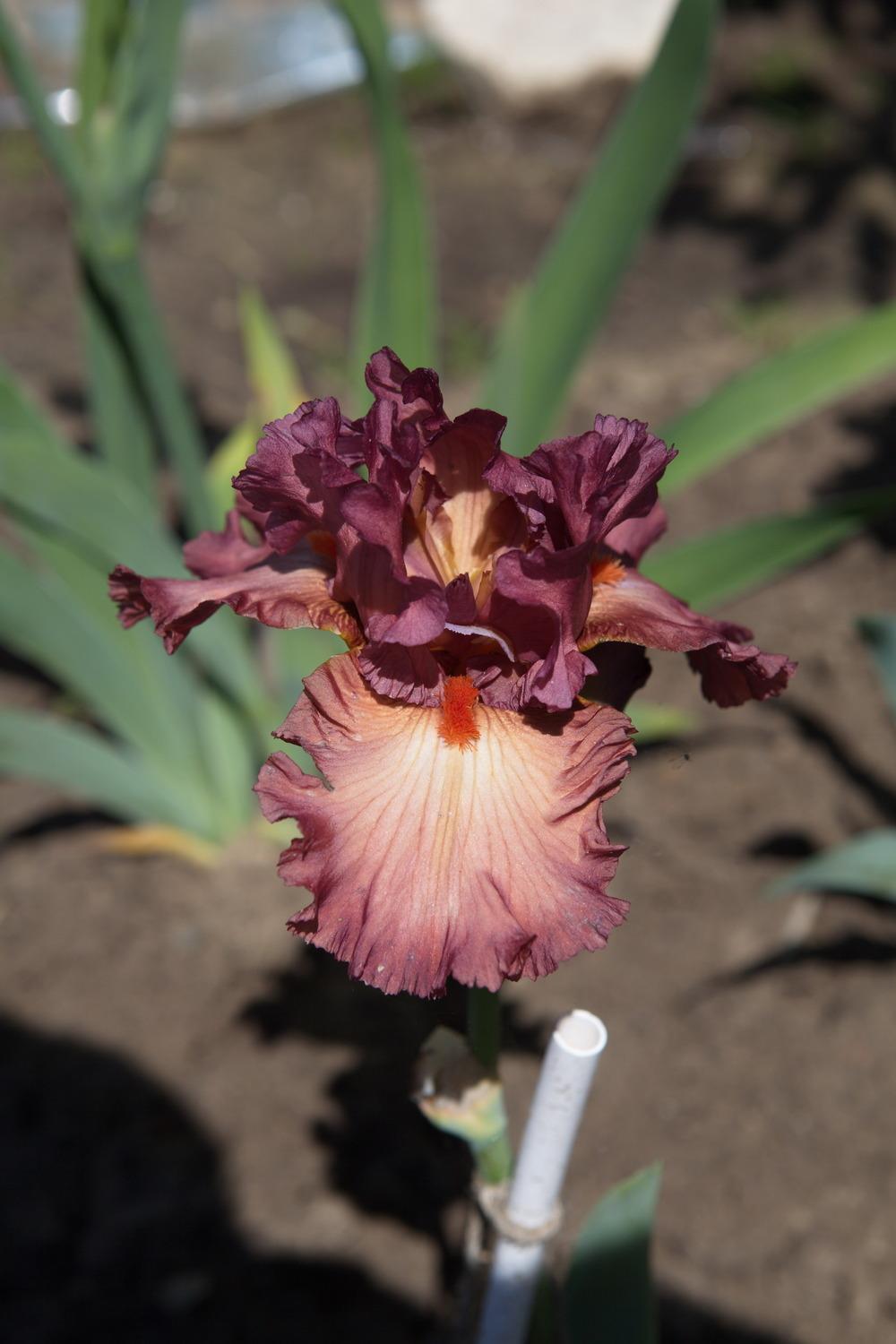 Photo of Tall Bearded Iris (Iris 'Code Red') uploaded by eko123