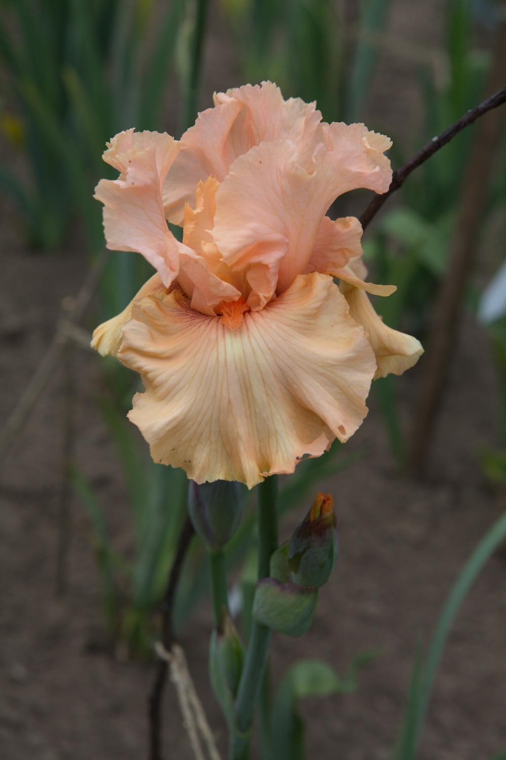 Photo of Tall Bearded Iris (Iris 'Coral Splendor') uploaded by eko123