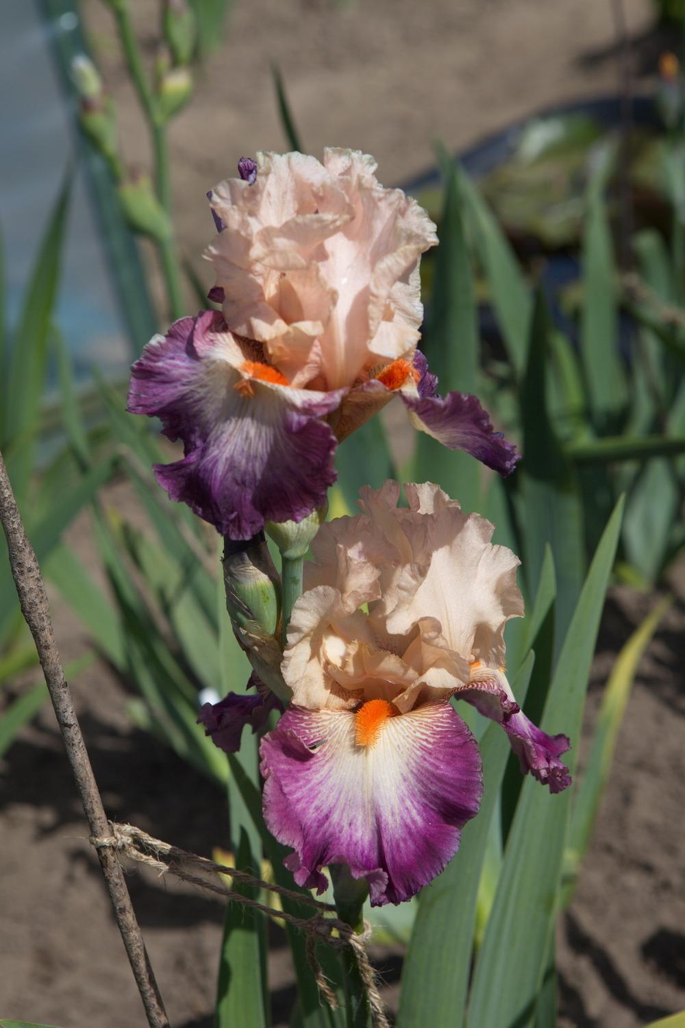 Photo of Tall Bearded Iris (Iris 'Come Away with Me') uploaded by eko123