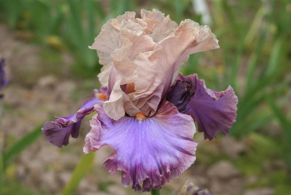 Photo of Tall Bearded Iris (Iris 'Luxuriant Lothario') uploaded by KentPfeiffer