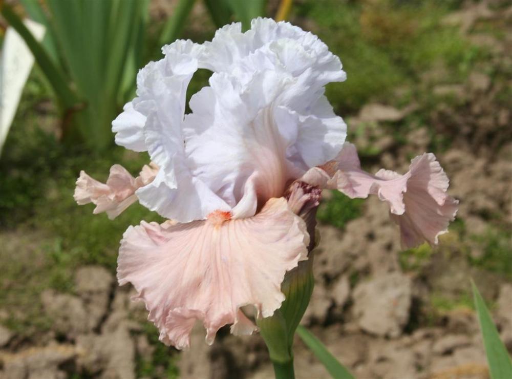 Photo of Border Bearded Iris (Iris 'I'm Dreaming') uploaded by KentPfeiffer