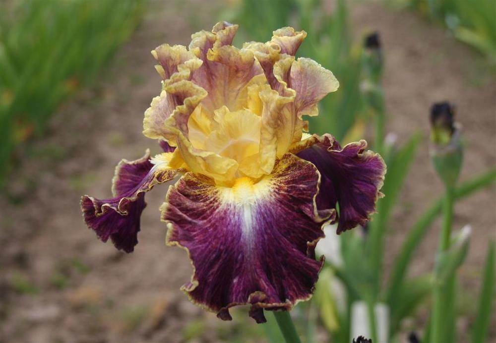 Photo of Tall Bearded Iris (Iris 'High Master') uploaded by KentPfeiffer