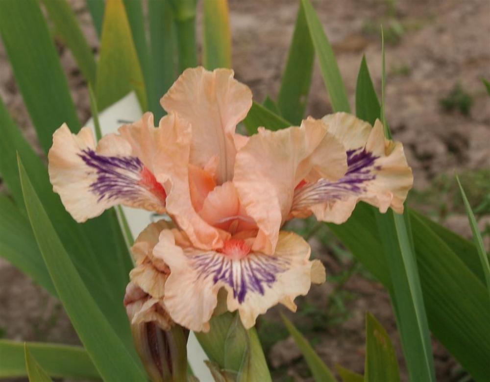 Photo of Intermediate Bearded Iris (Iris 'Love the Look') uploaded by KentPfeiffer