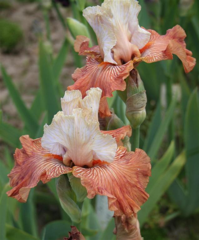 Photo of Tall Bearded Iris (Iris 'Mandarin Morning') uploaded by KentPfeiffer
