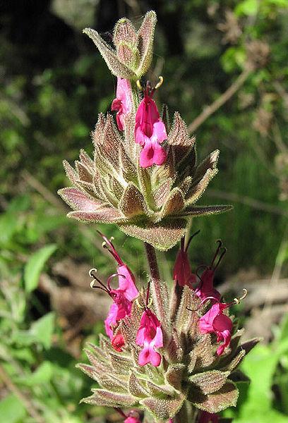 Photo of Crimson Pitcher Sage (Salvia spathacea) uploaded by SongofJoy