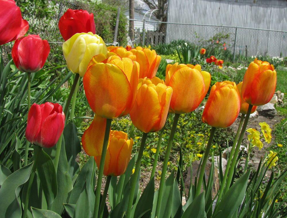 Photo of Darwin Hybrid Tulip (Tulipa 'Beauty of Apeldoorn') uploaded by jmorth