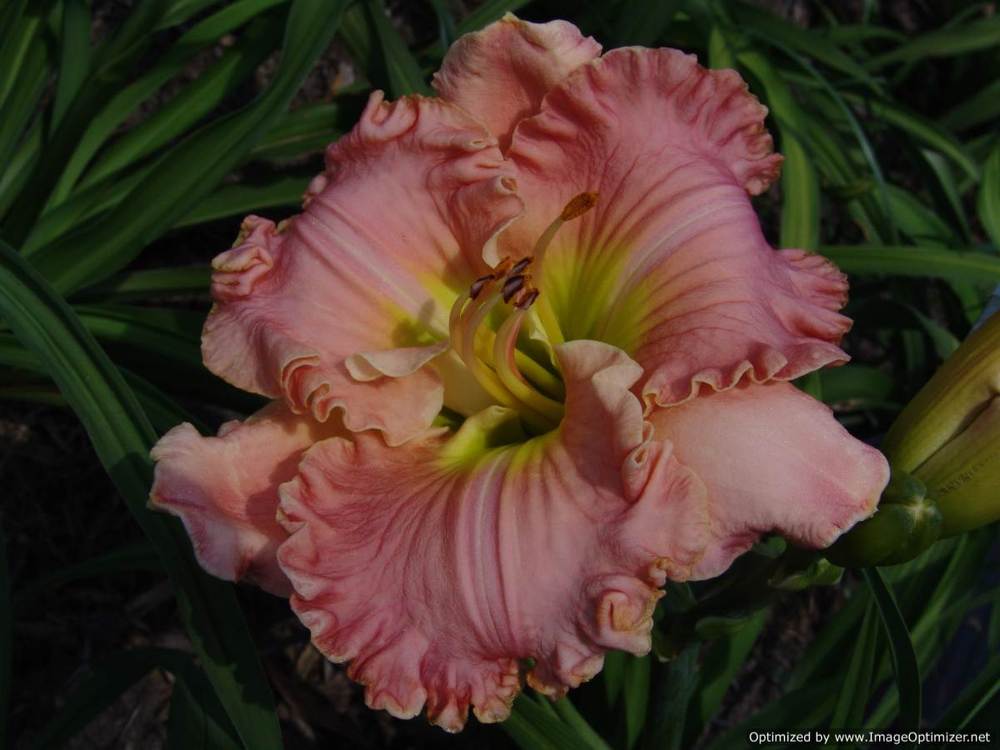 Photo of Daylily (Hemerocallis 'If You Loved Me') uploaded by Calif_Sue