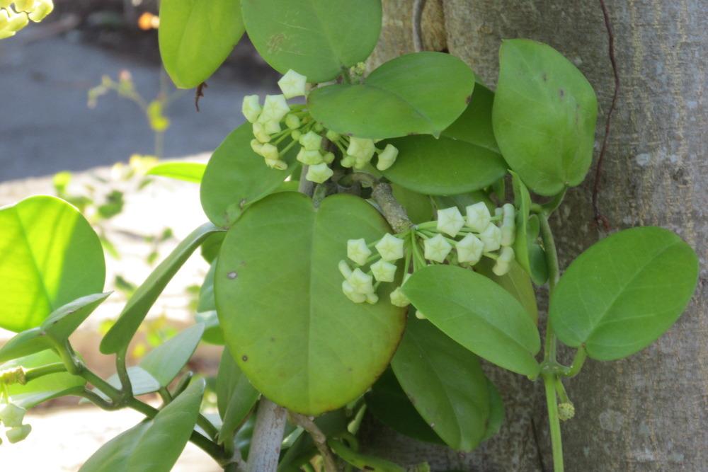 Photo of Wax Plant (Hoya australis subsp. tenuipes) uploaded by Dutchlady1