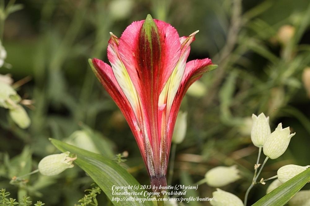 Photo of Parrot Lily (Alstroemeria 'Red Coat') uploaded by bonitin