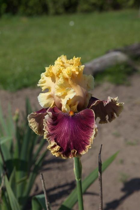 Photo of Tall Bearded Iris (Iris 'Decadence') uploaded by eko123