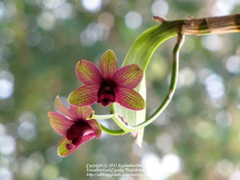 Photo of Orchid (Dendrobium) uploaded by plantladylin
