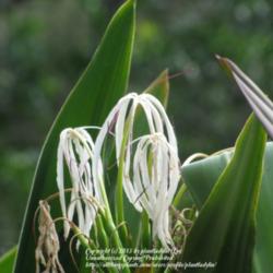 Location: Washington Oaks State Park, Palm Coast, Florida
Date: 2012-10-22 
Fading blooms.