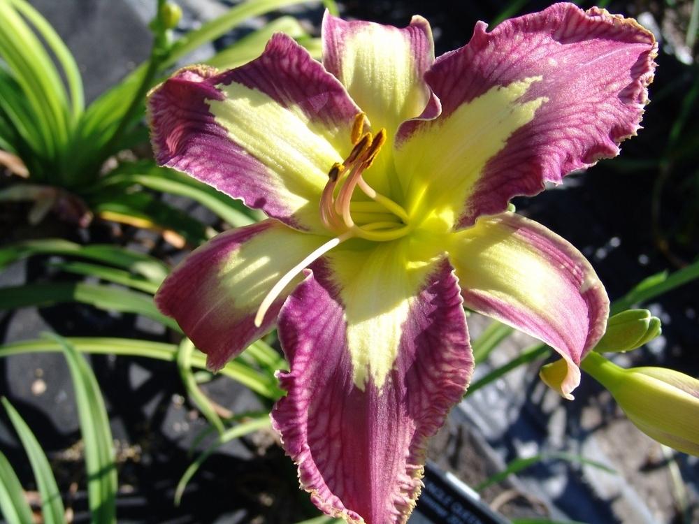Photo of Daylily (Hemerocallis 'Jungle Queen') uploaded by Calif_Sue