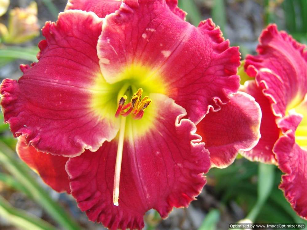 Photo of Daylily (Hemerocallis 'Mark Allen Perry') uploaded by Calif_Sue