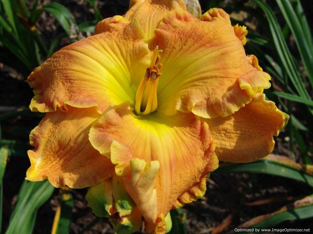 Photo of Daylily (Hemerocallis 'Orange Colossus') uploaded by Calif_Sue