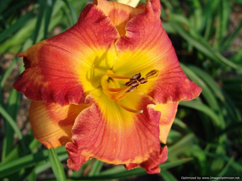 Photo of Daylily (Hemerocallis 'Mexican Elvis') uploaded by Calif_Sue