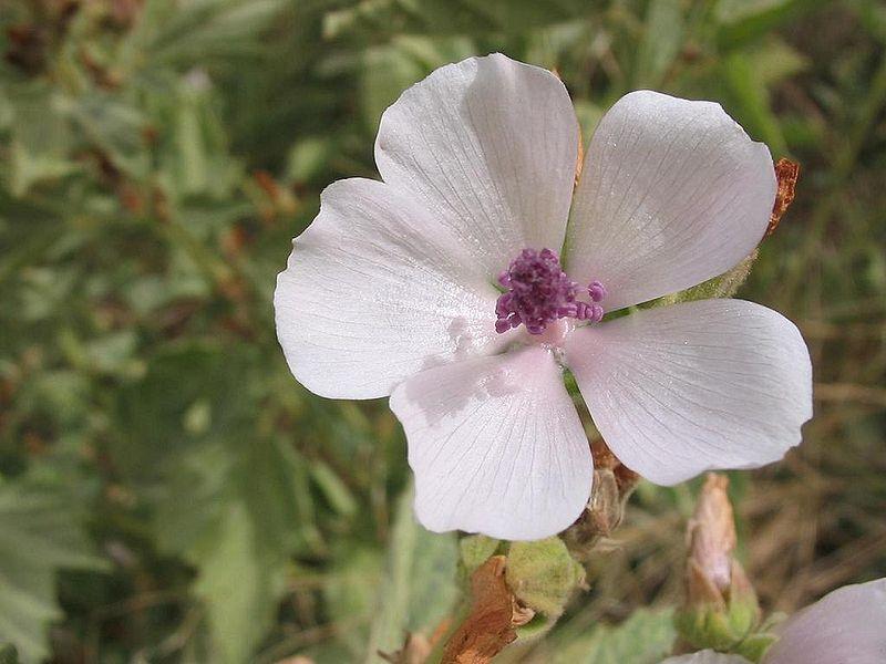 Photo of Marsh Mallow (Althaea officinalis) uploaded by SongofJoy