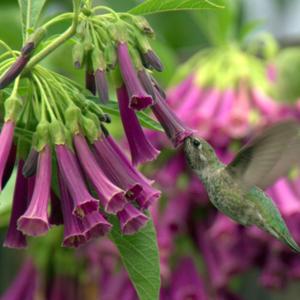 Very popular with the hummers! #Pollination  #Hummingbird