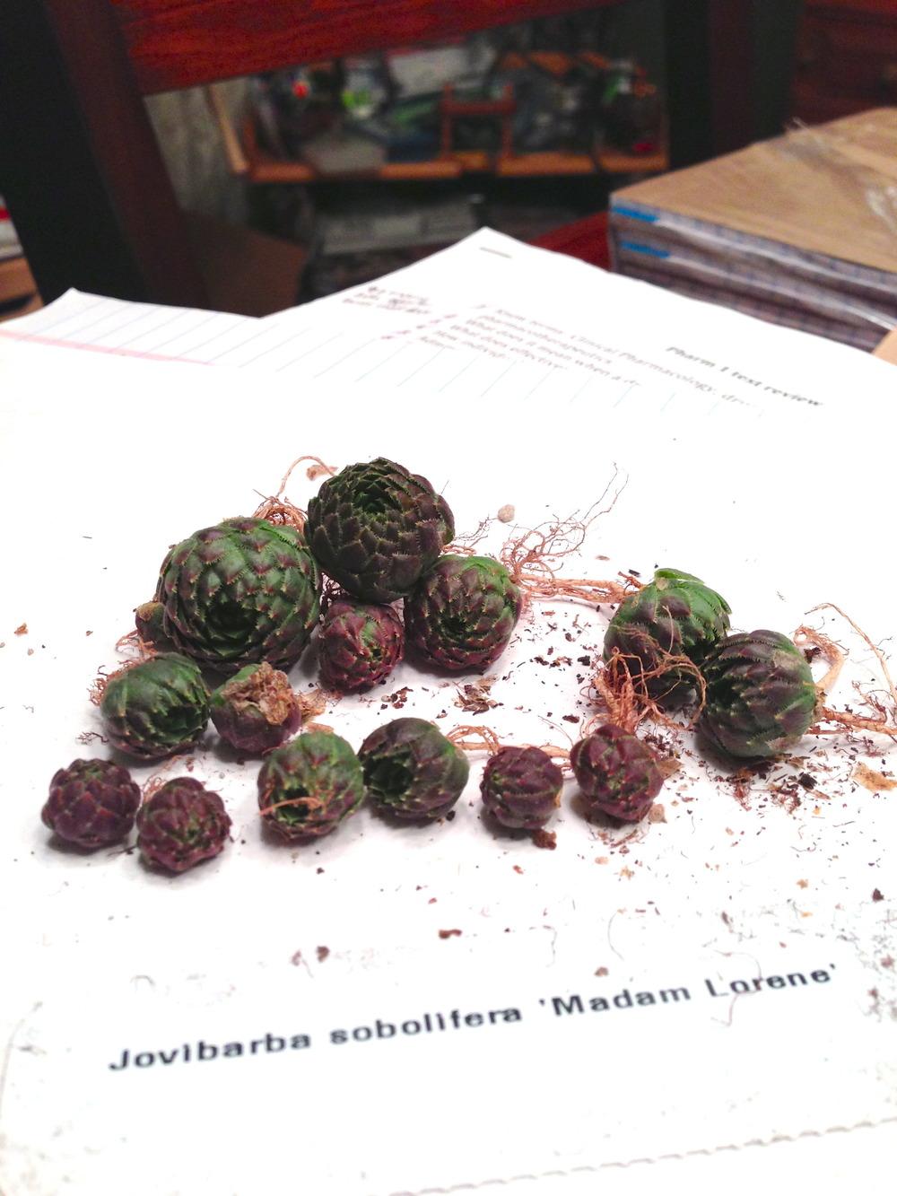 Photo of Rollers (Sempervivum globiferum subsp. globiferum 'Madame Lorene') uploaded by serse